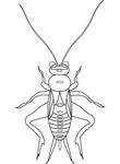 dessin Insectes