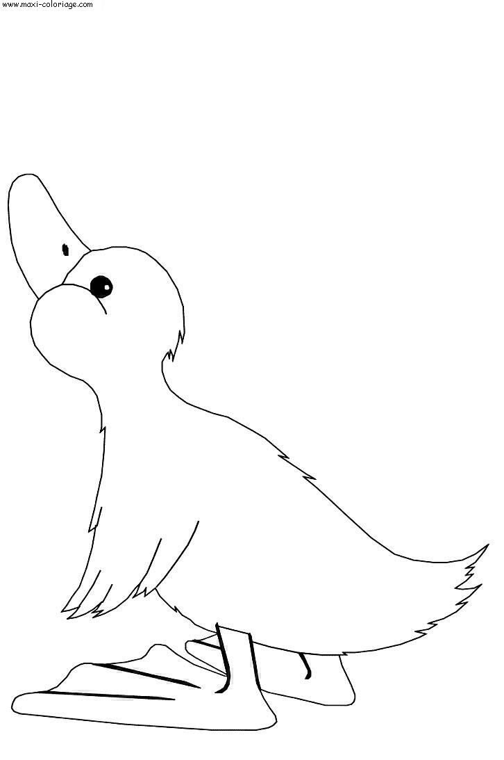 coloriage Canards