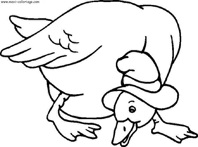 coloriage Canards