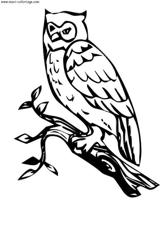 coloriage Chouettes