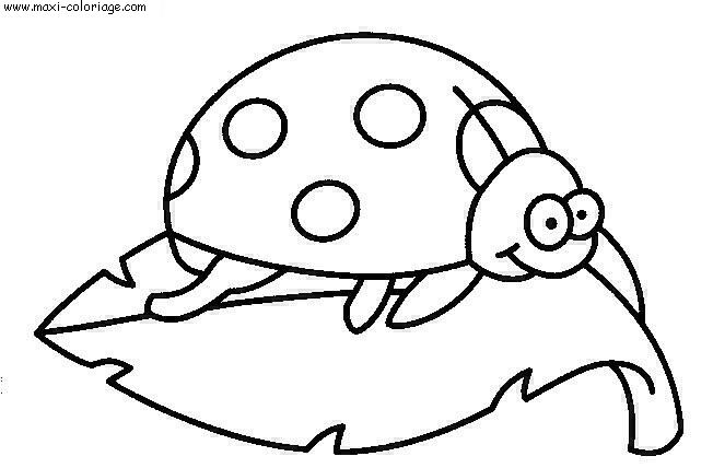 coloriage Coccinelles