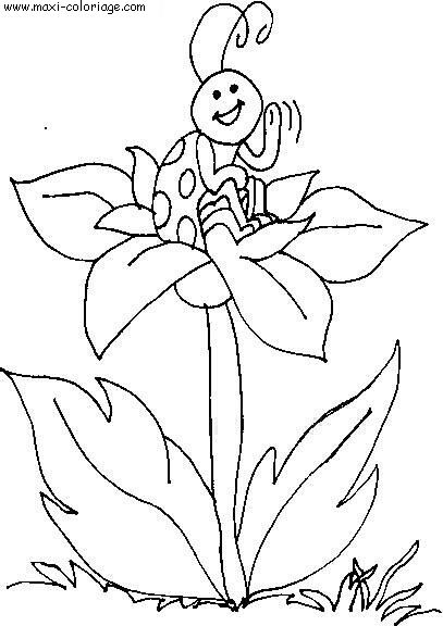 coloriage Coccinelles