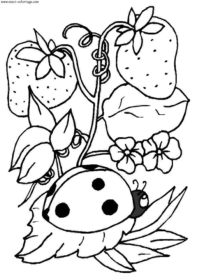 coloriage Coccinelles