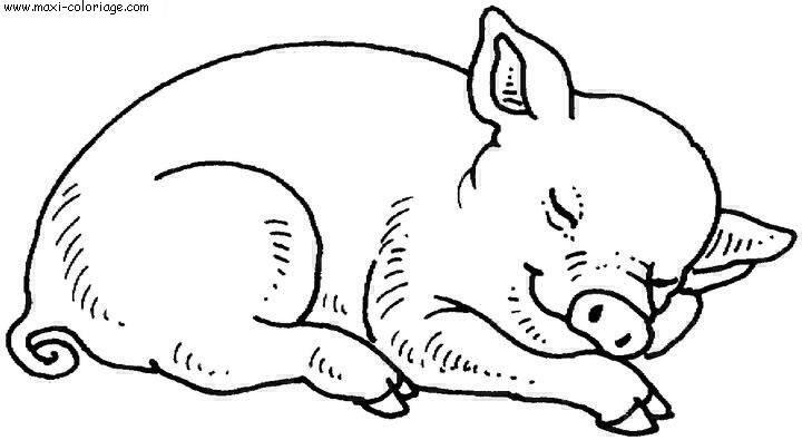 cochon dessin