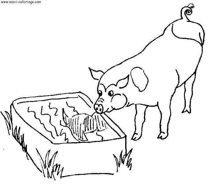 coloriage Cochons