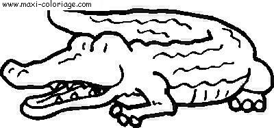coloriage Crocodiles