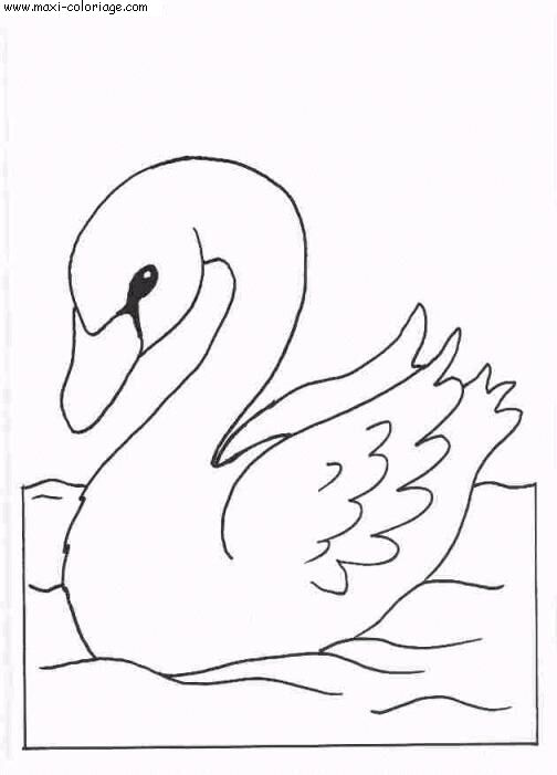 coloriage Cygnes