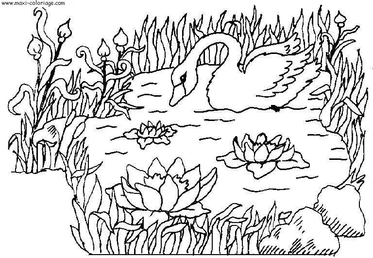 coloriage Cygnes