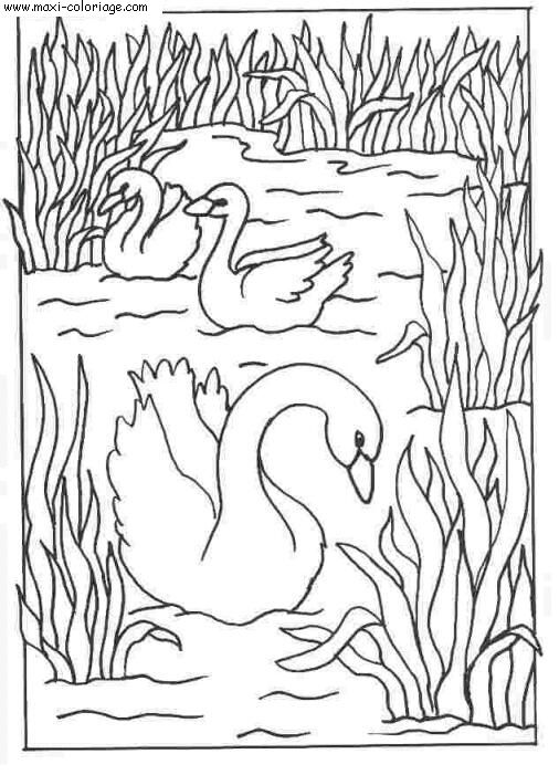 coloriage Cygnes