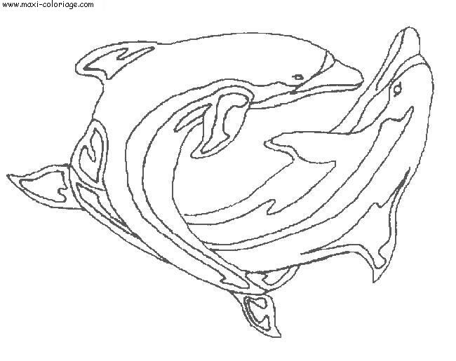 coloriage Dauphins