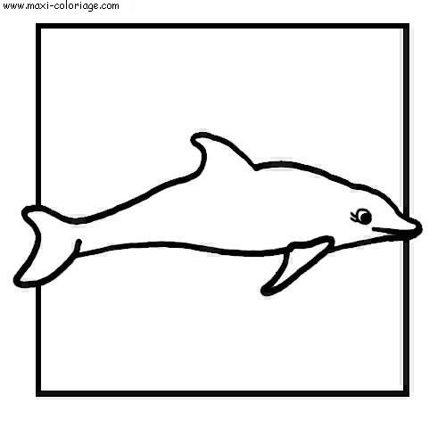 coloriage Dauphins