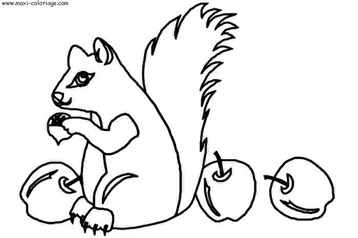 coloriage Ecureuils
