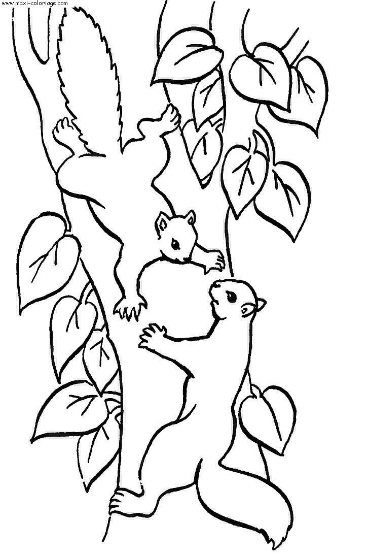 coloriage Ecureuils
