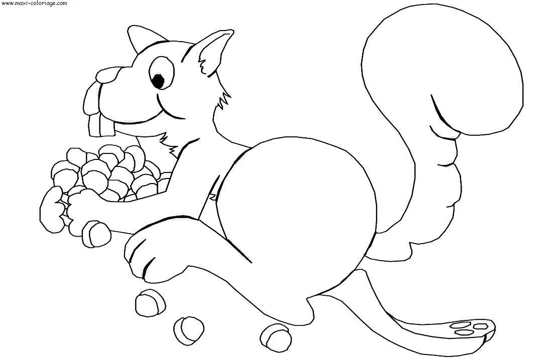 coloriage Ecureuils