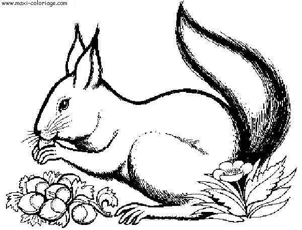 coloriage Ecureuils