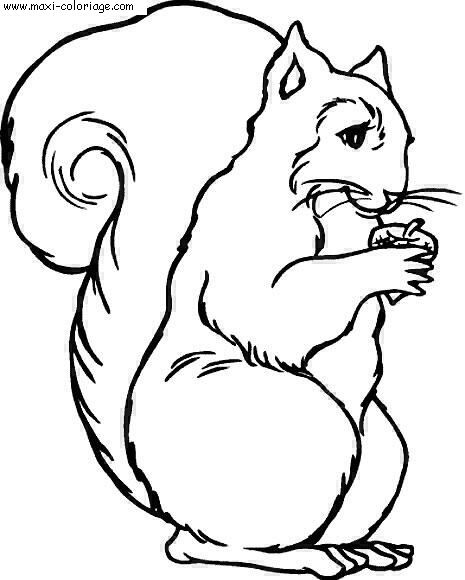 coloriage Ecureuils