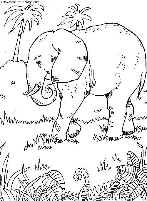 coloriage Elephants