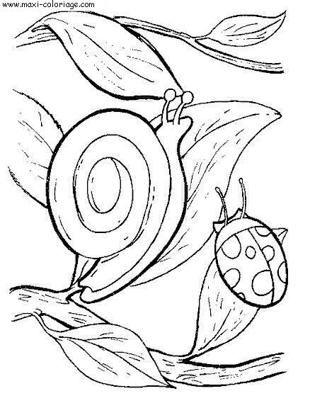 coloriage Escargots