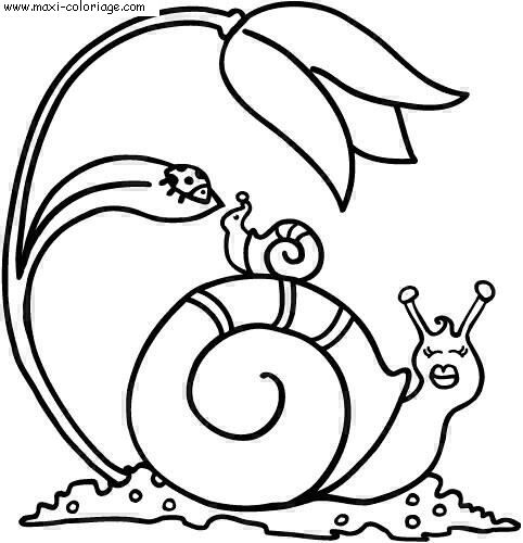 coloriage Escargots