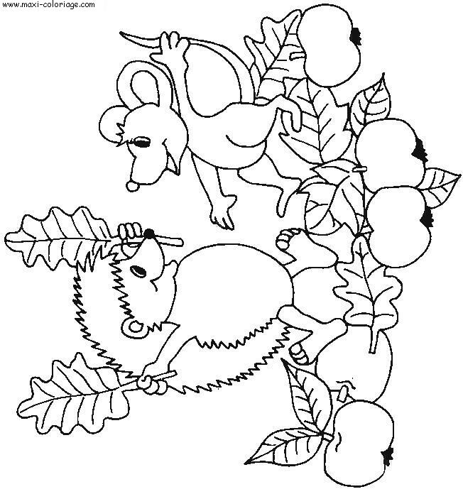 coloriage Herissons