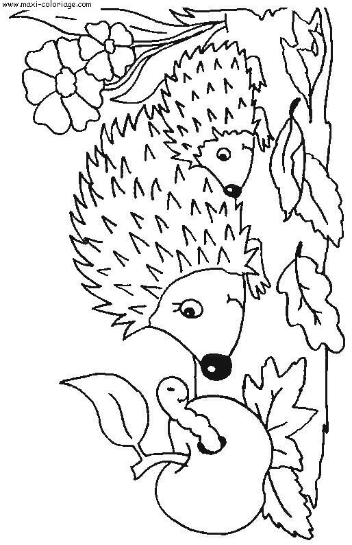 coloriage Herissons