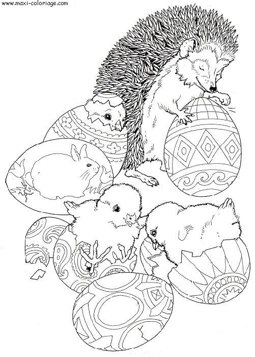 coloriage Herissons