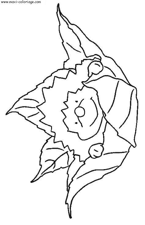 coloriage Herissons