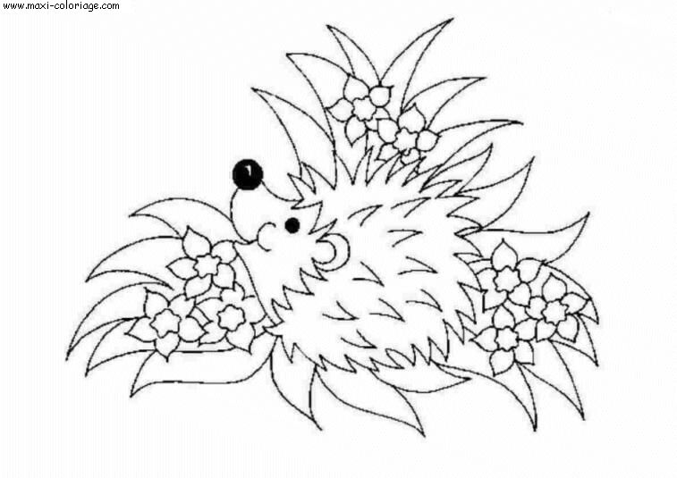 coloriage Herissons