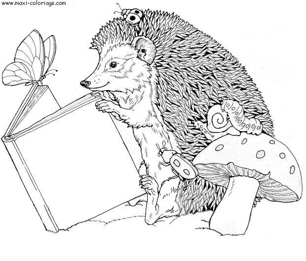 coloriage Herissons