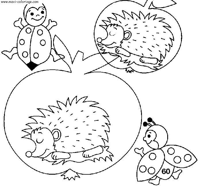 coloriage Herissons