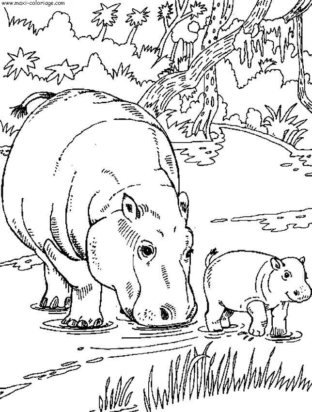 coloriage Hippopotames