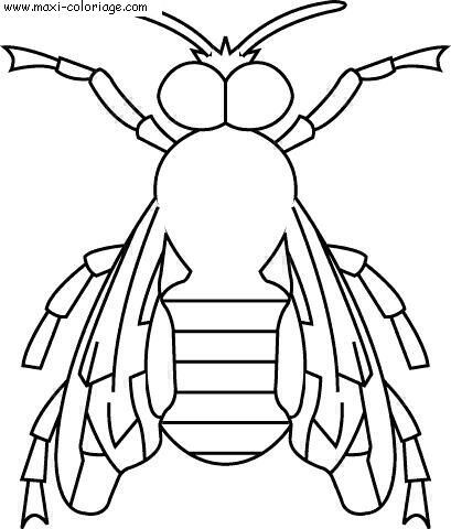 coloriage Insectes
