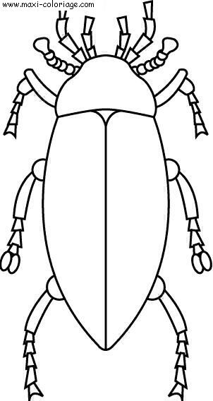 coloriage Insectes