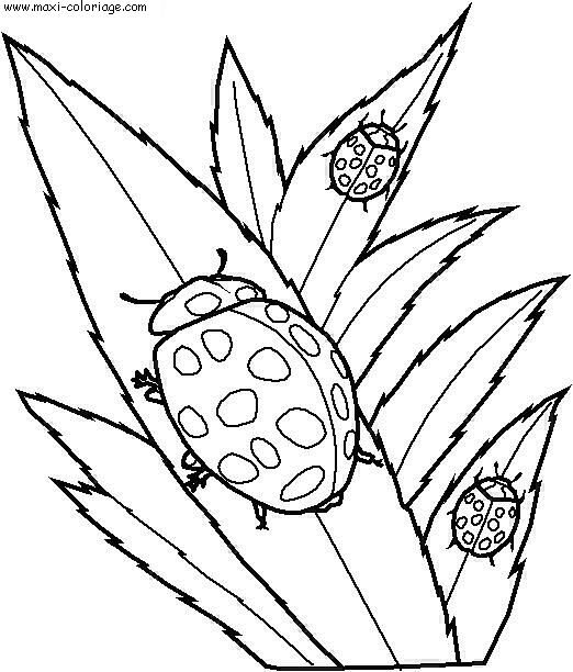 coloriage Insectes