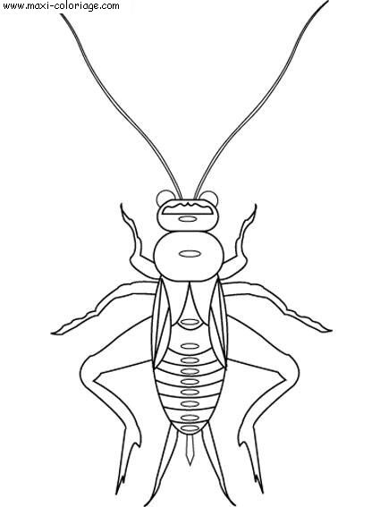 coloriage Insectes