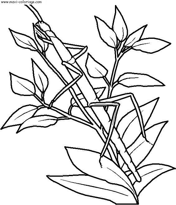 coloriage Insectes
