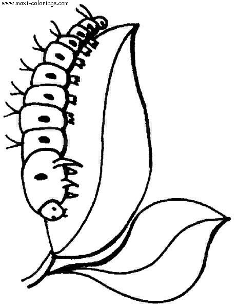 coloriage Insectes