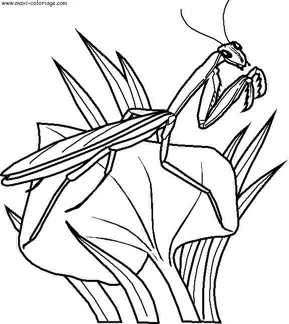 coloriage Insectes