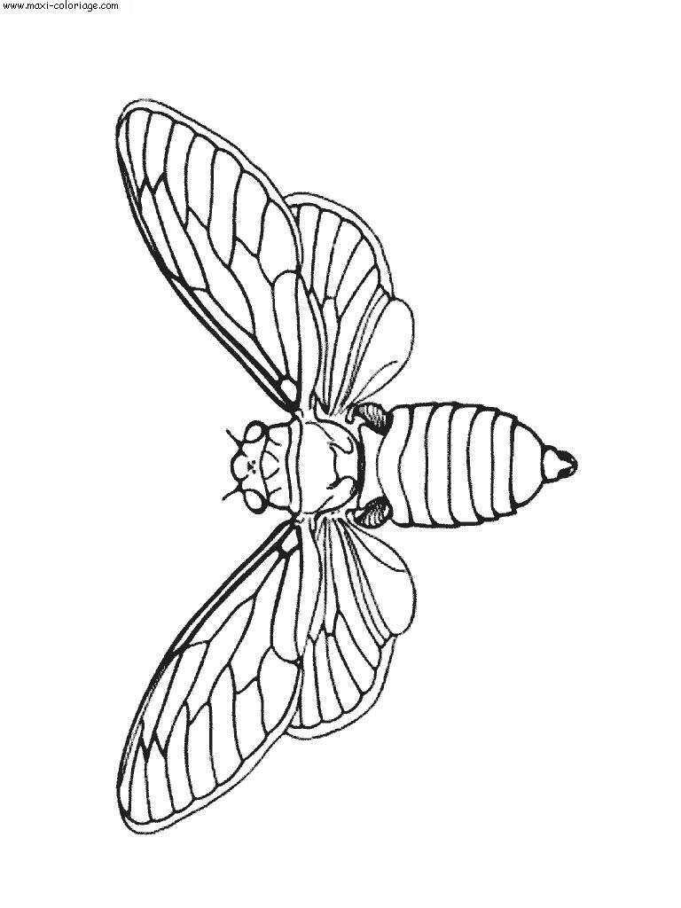 coloriage Insectes
