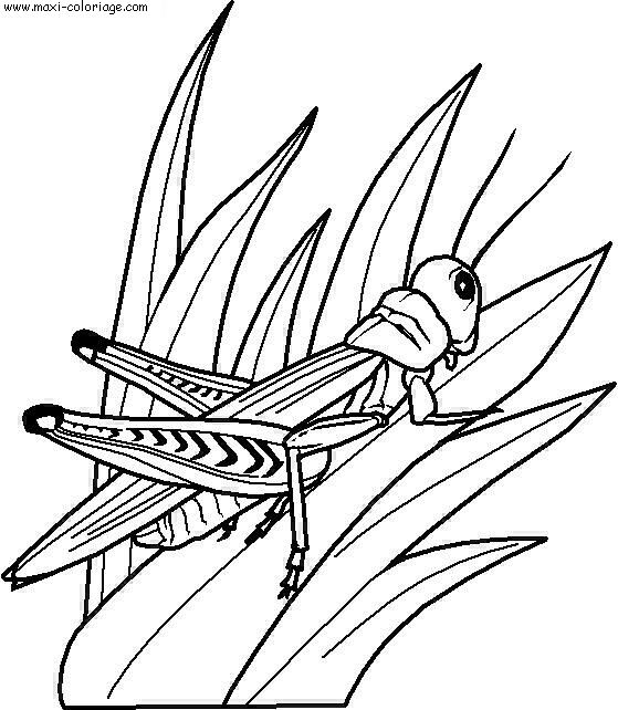 coloriage Insectes