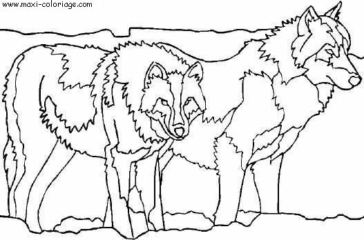 coloriage Loups