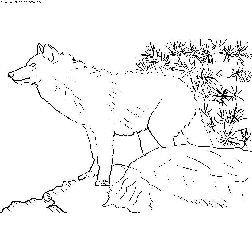 coloriage Loups