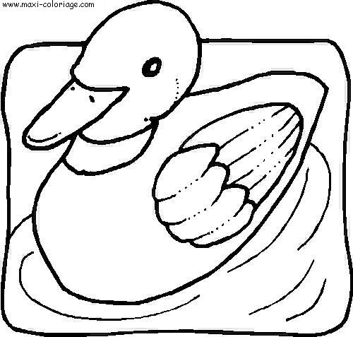 coloriage Oiseaux