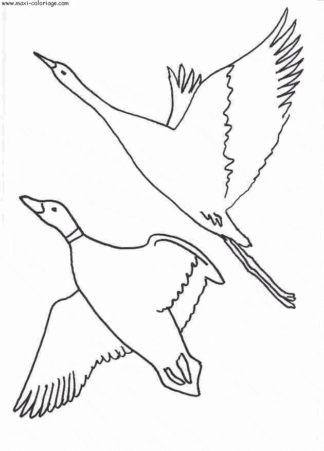 coloriage Oiseaux