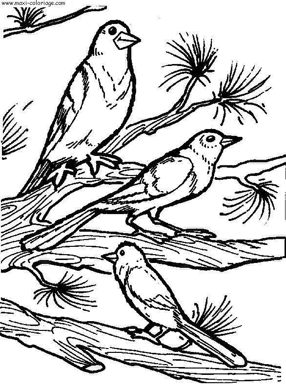 coloriage Oiseaux