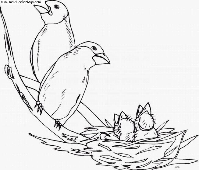 coloriage Oiseaux