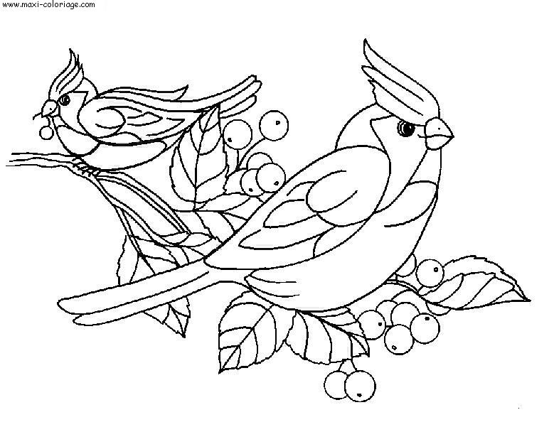 coloriage Oiseaux