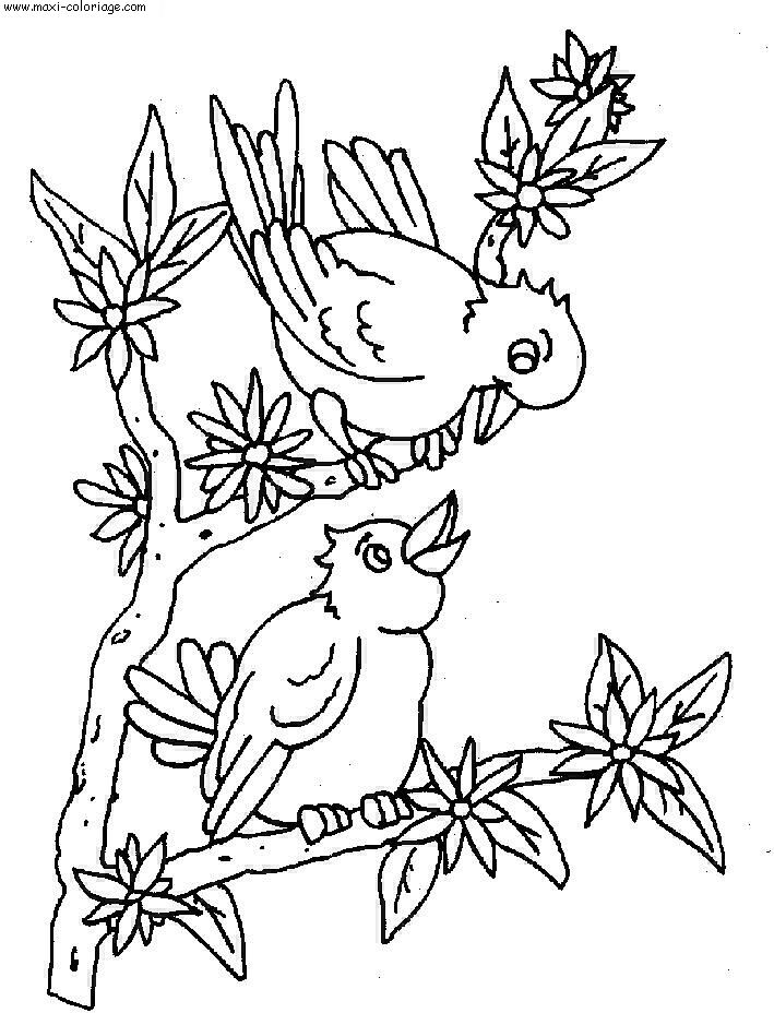 coloriage Oiseaux