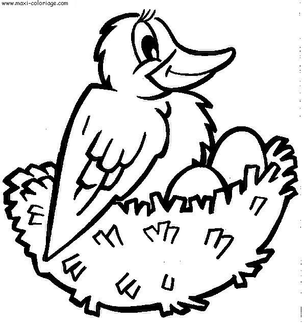 coloriage Oiseaux