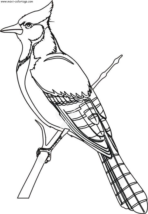 coloriage Oiseaux